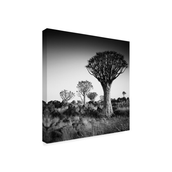 Nina Papiorek 'Namibia Quiver Trees' Canvas Art,14x14